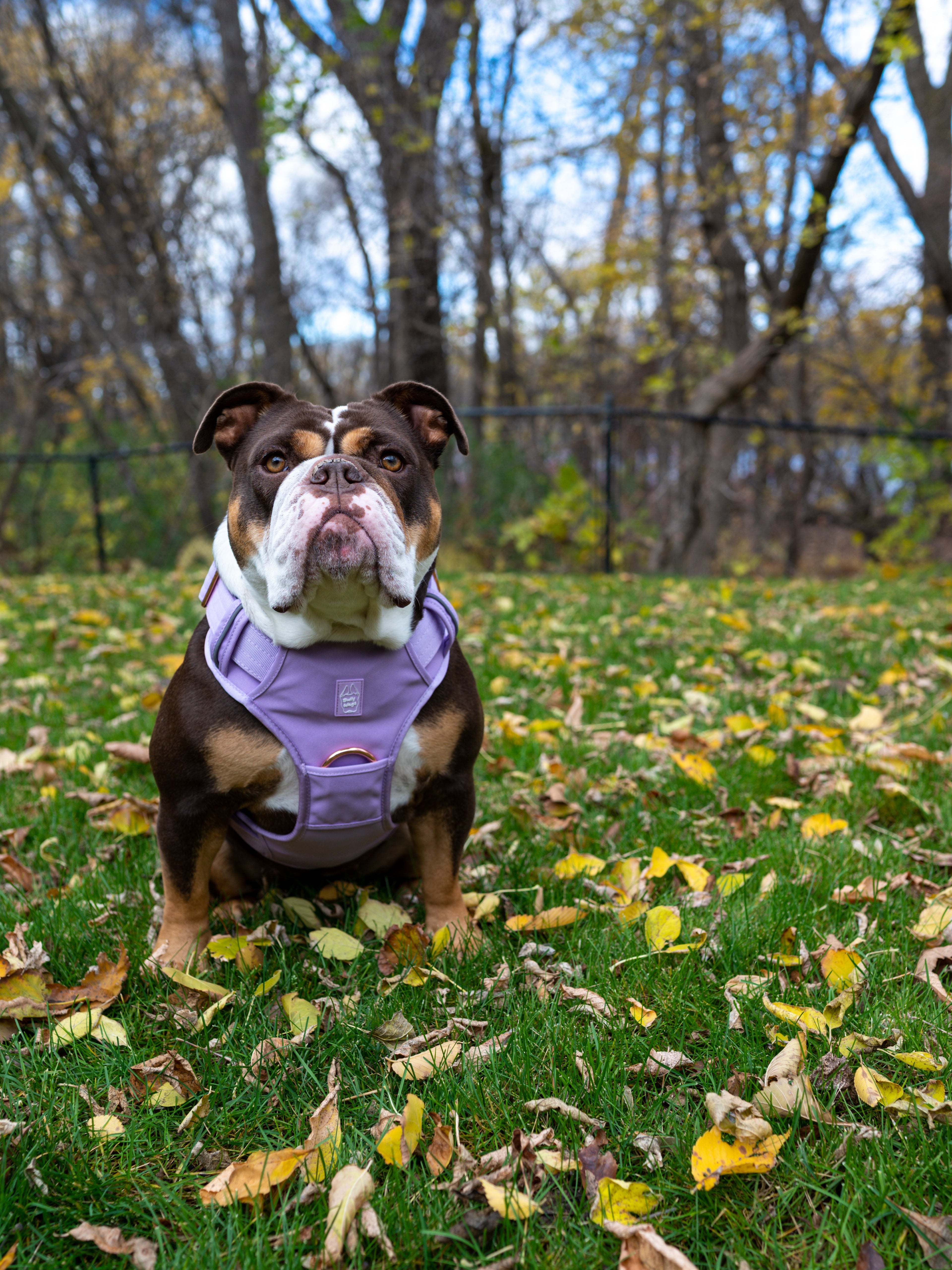 Dog wearing a lilac harness standing on grass with fallen leaves and trees in the background