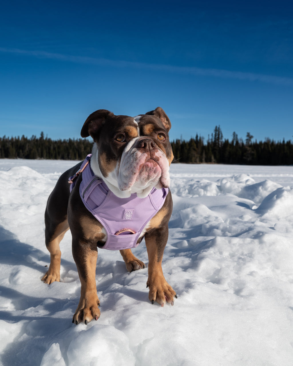 Dog wearing a purple coat standing on a snowy landscape with trees in the background