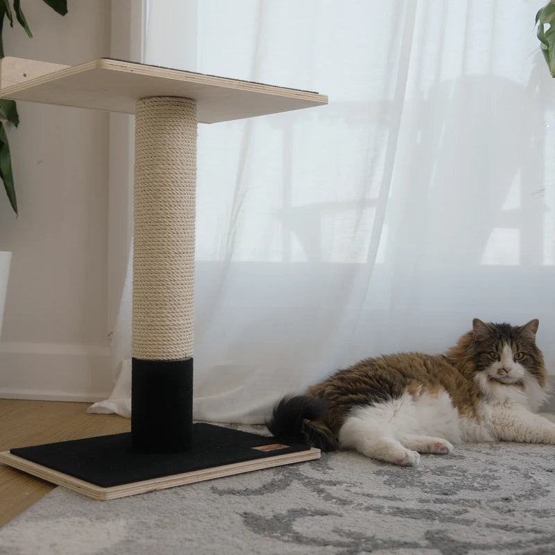 Cat lying on a rug next to a cat tree with a rope perch.