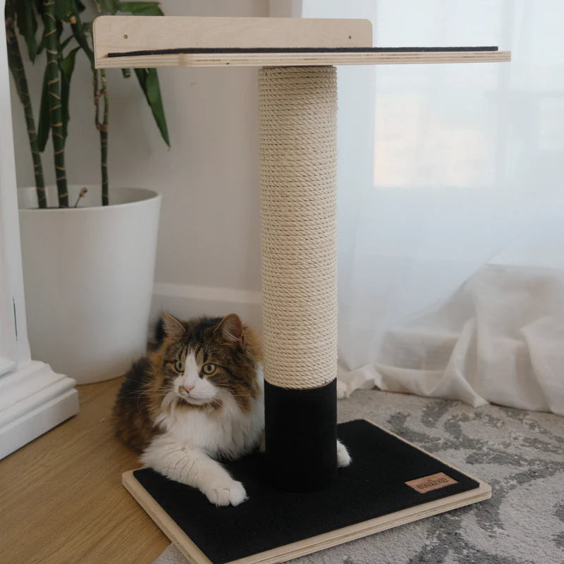 Cat sitting on a cat tree with a plant and sofa in the background