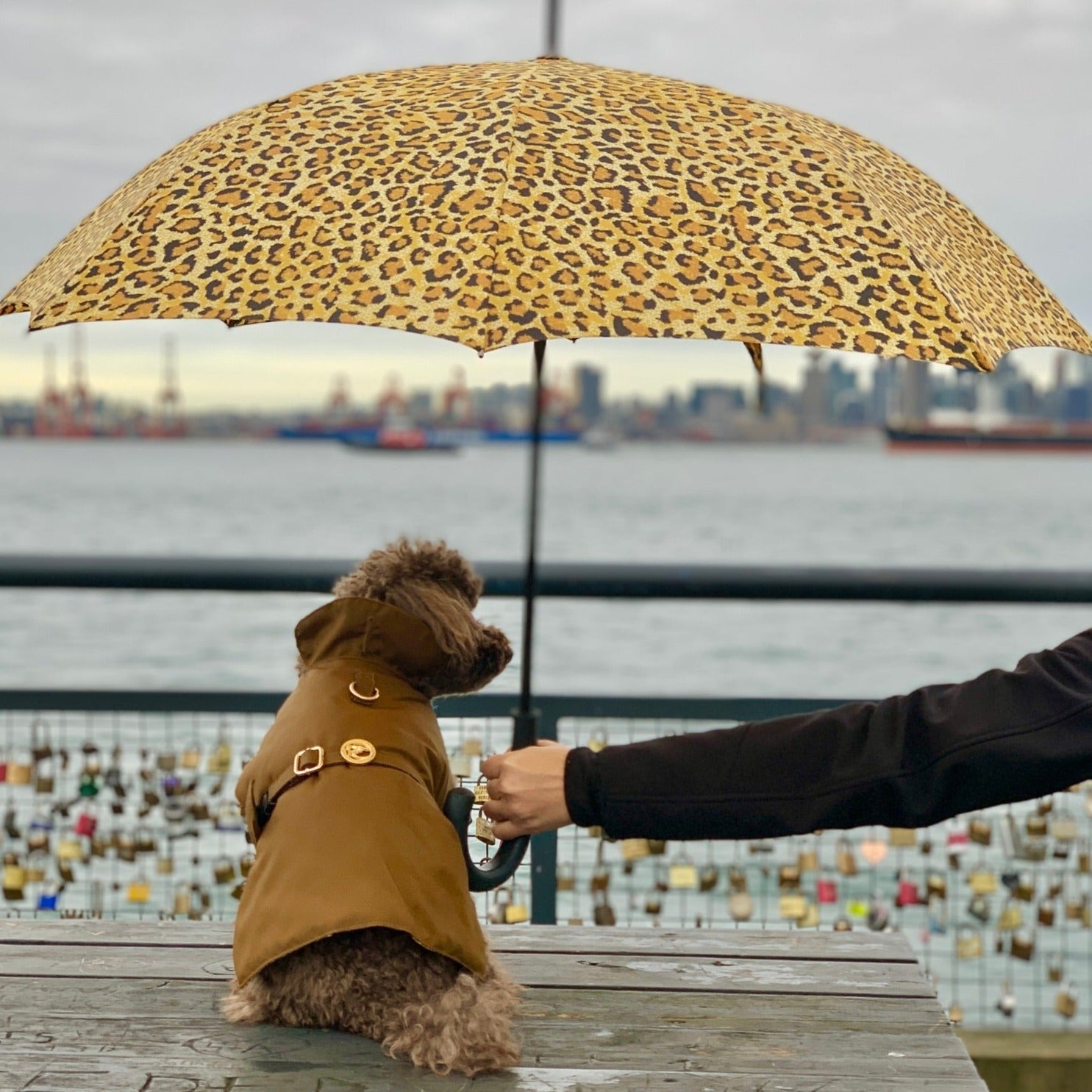 Person holding a leopard print umbrella over a dog in a coat by a waterfront with a city skyline.