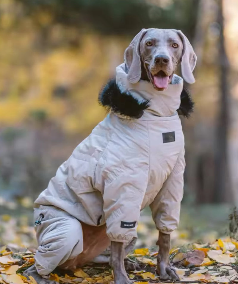 Dog wearing a beige snowsuit standing on a leaf-covered ground with blurred trees in the background