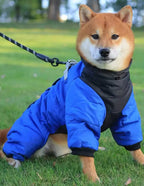 Dog wearing a blue snowsuit standing on grass