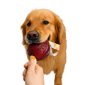 Dog holding a red ball with a colorful handle in its mouth against a white background