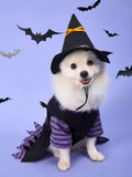 Dog wearing a Halloween witch costume with bats in the background