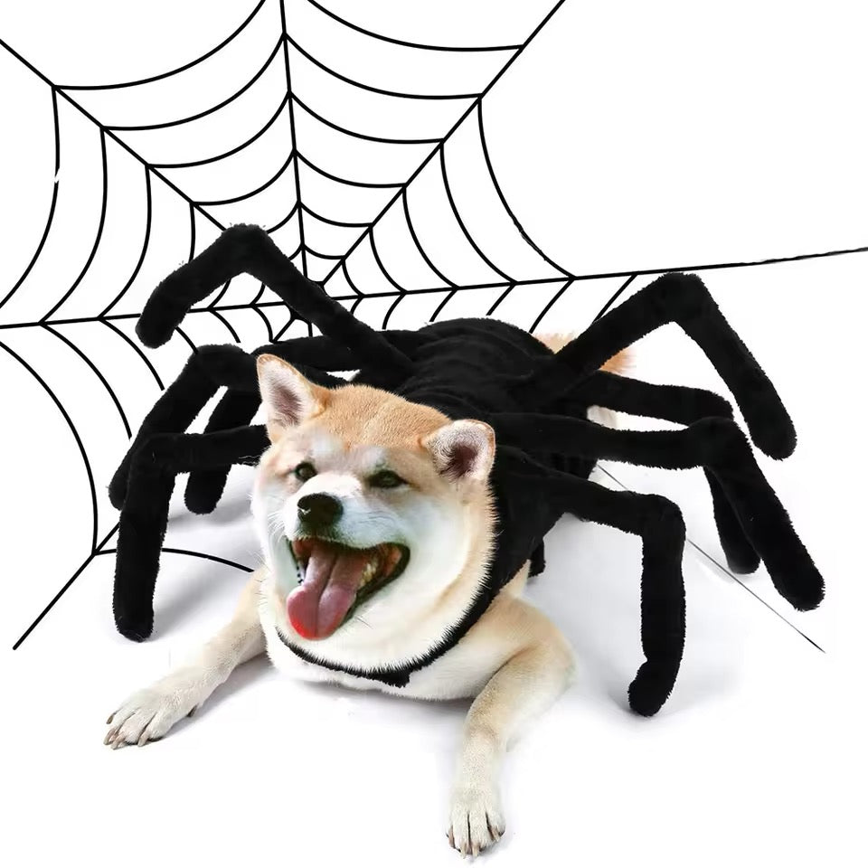 Dog wearing a large spider Halloween costume with a spider web background