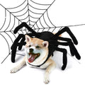 Dog wearing a large spider Halloween costume with a spider web background