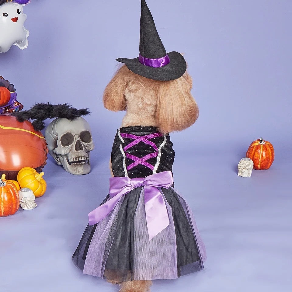 Dog in a Halloween witch costume with pumpkins and skulls on a purple background