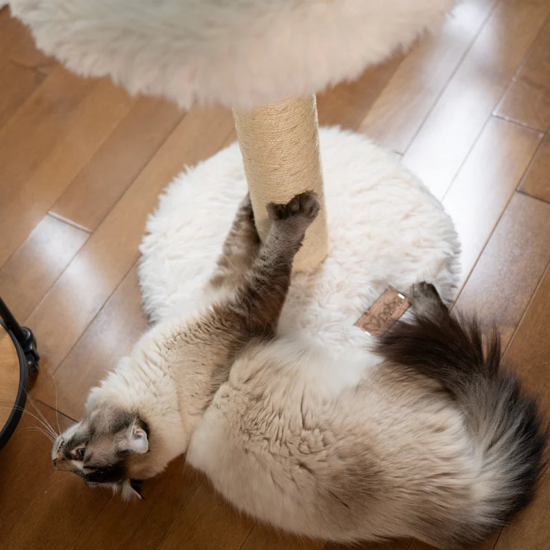 Cat playing with a scratching post on a wooden floor