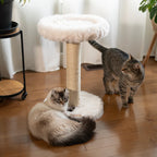Two cats interacting with a fluffy cat tree on a wooden floor.