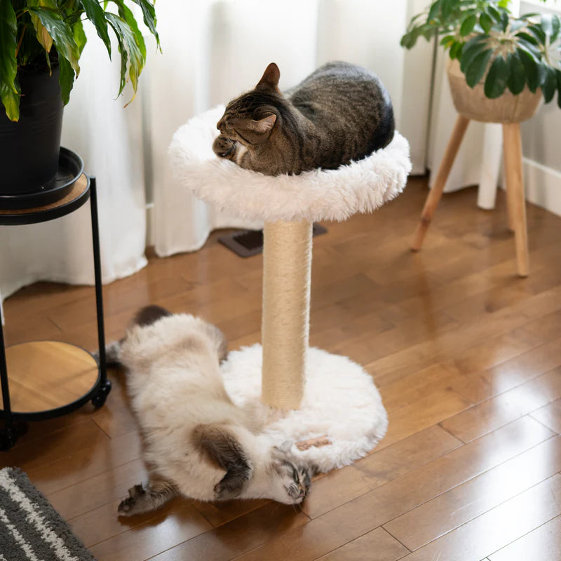Two cats on a cat tree in a home setting with plants and wooden floor.