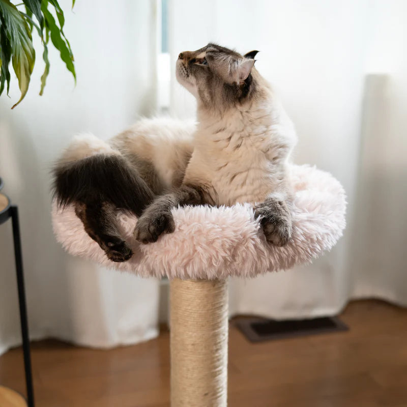Cat lounging on a fluffy pink cat tree indoors