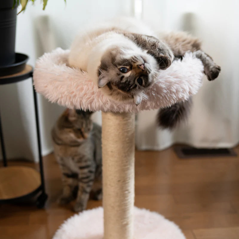 Cat playing on a cat tree with another cat in the background