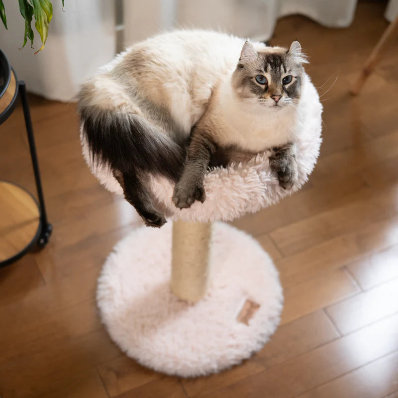 Cat sitting on a fluffy white cat tree indoors.