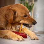 A golden retriever dog chewing on a bone-shaped treat inside a red treat dispenser bowl on a light-colored floor.