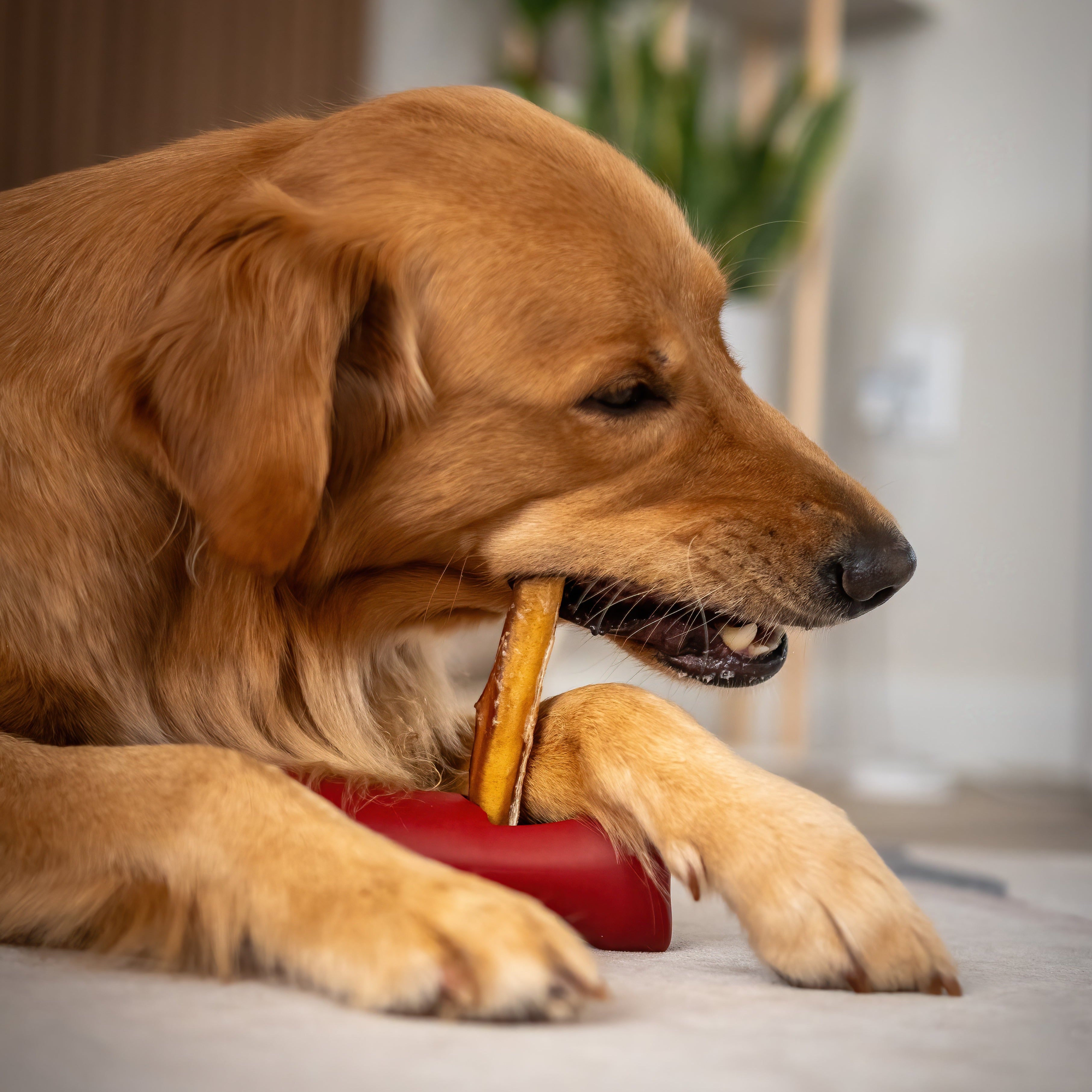 A golden retriever dog chewing on a bone-shaped treat inside a red treat dispenser bowl on a light-colored floor.