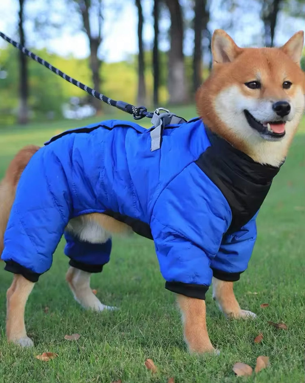 Dog wearing a blue and black coat standing on grass with trees in the background