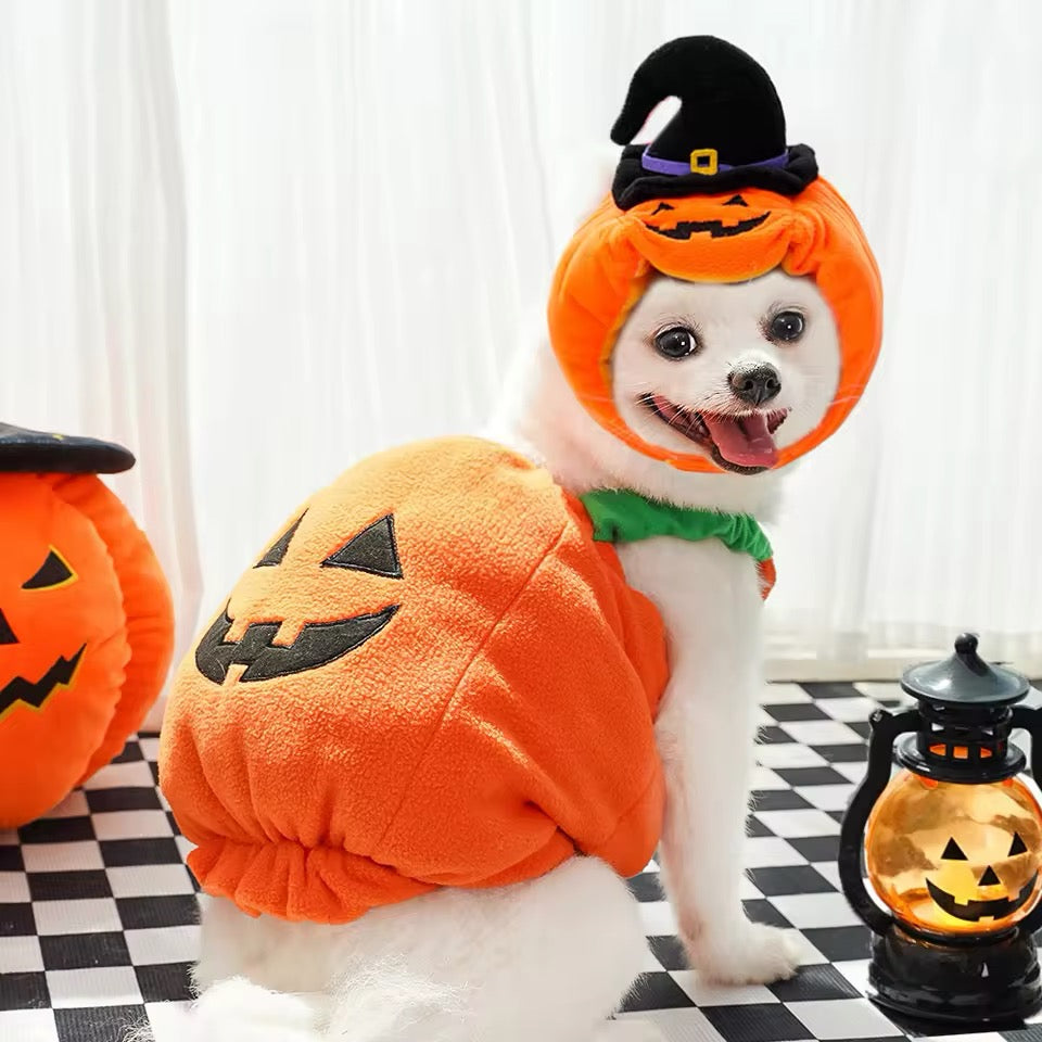 Dog in a pumpkin costume on a checkered floor with Halloween decorations.