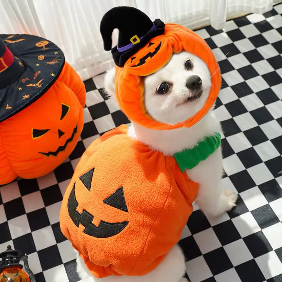 Dog in a pumpkin costume with a checkered floor background