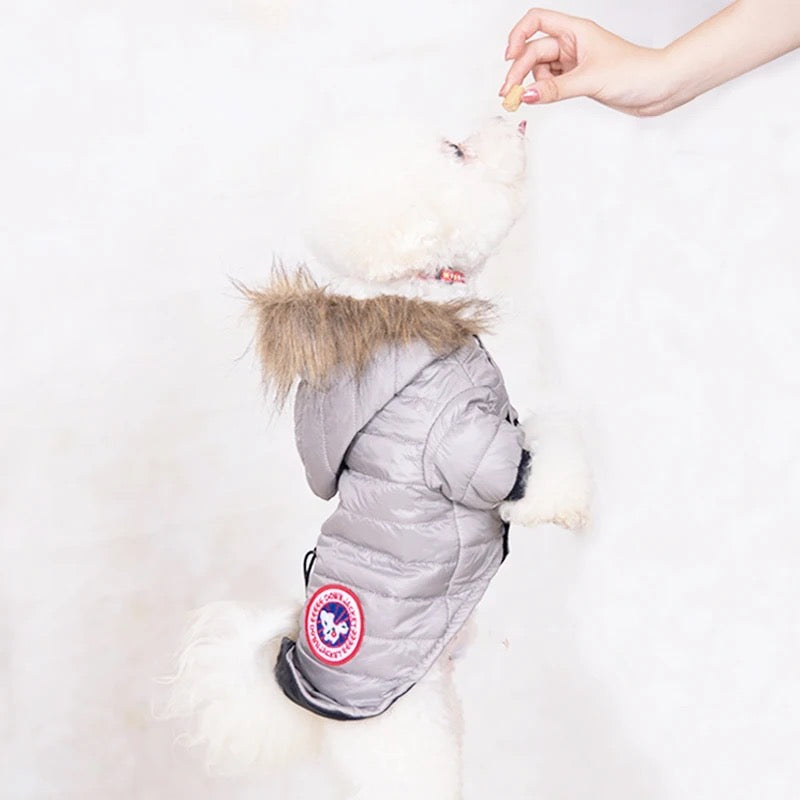 Dog wearing a gray puffer coat with a fur-lined hood on a white background