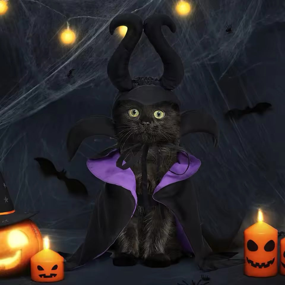 Black cat in a witch costume with Halloween decorations on a dark background