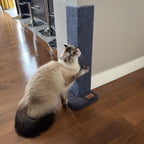 Cat scratching a blue cat scratching post on a wooden floor