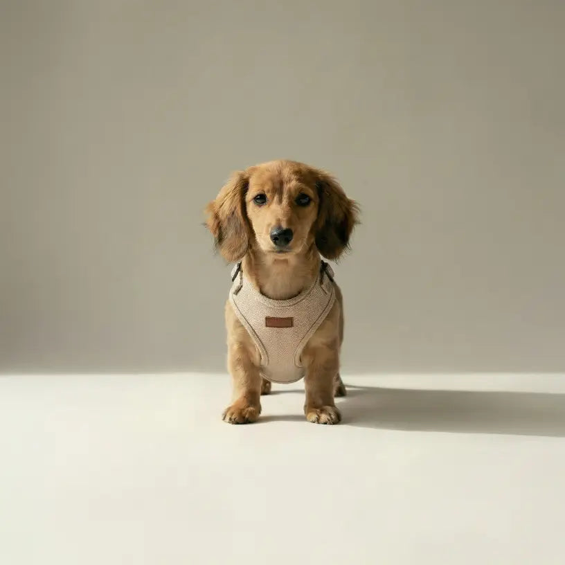 Puppy wearing a beige harness