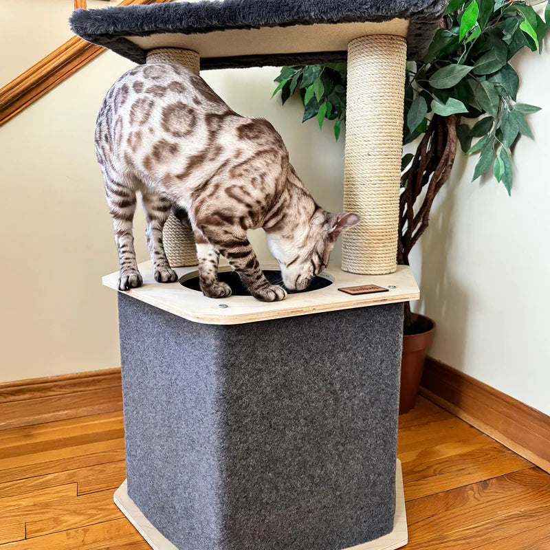 Cat climbing a cat tree with a plant in the background