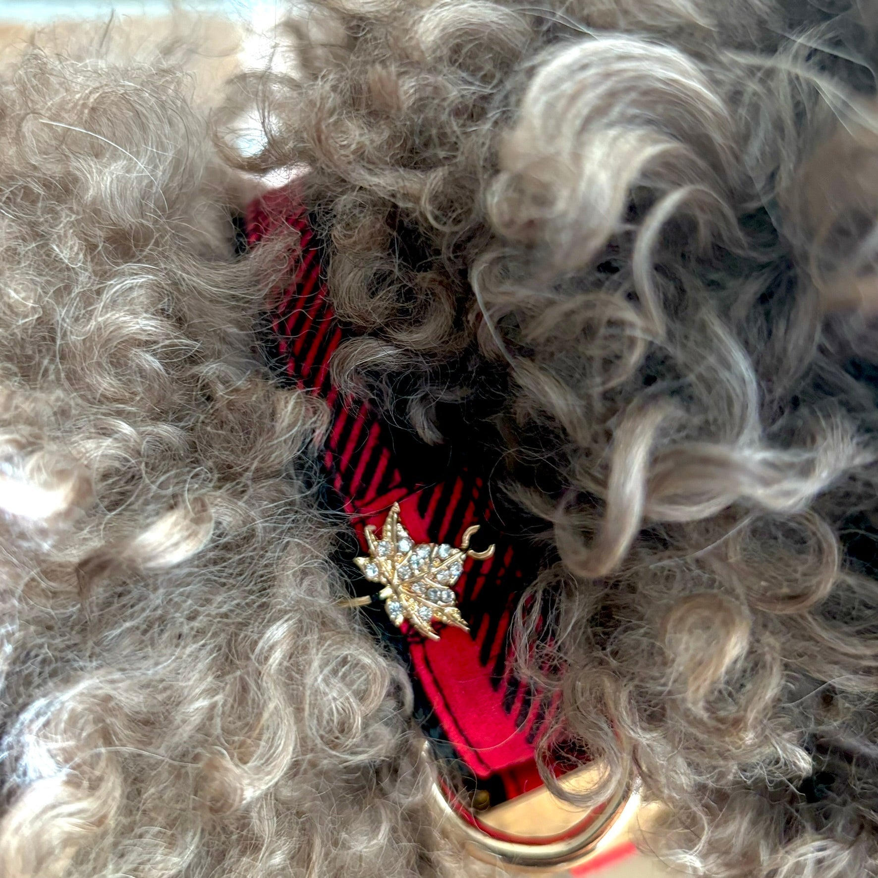 Close-up of red dog collar with a maple leaf