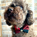 Brown dog wearing a red and black bow tie in front of a brick wall.