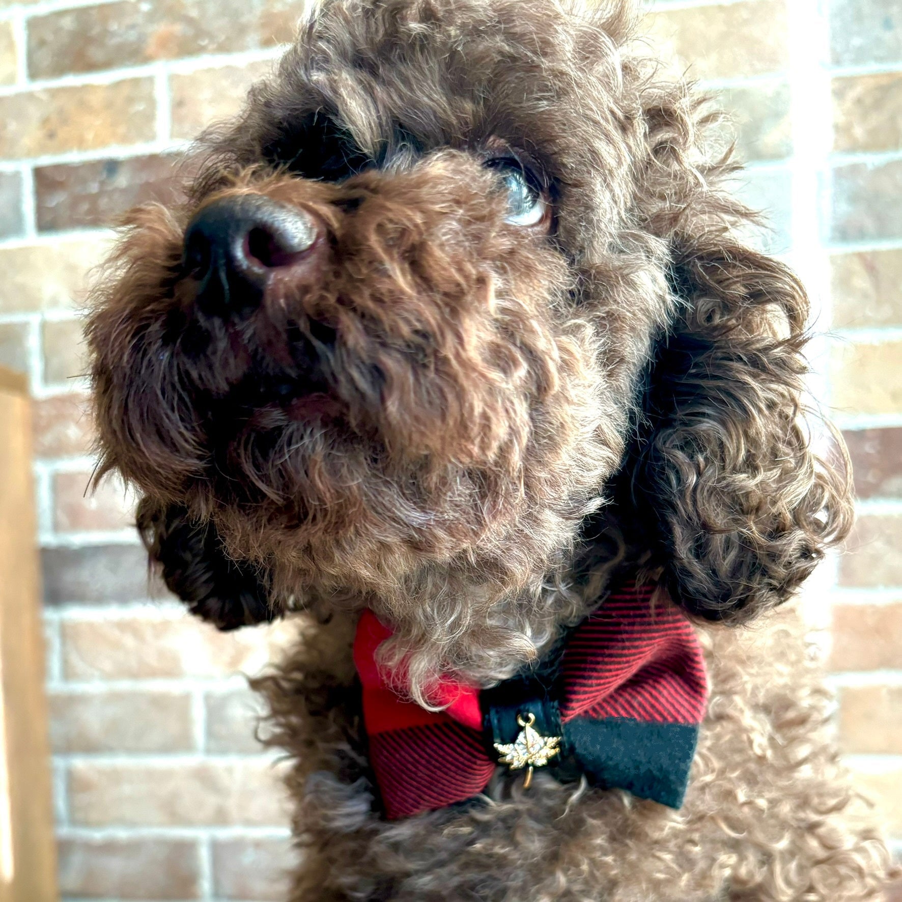 Brown dog wearing a red and black bow tie in front of a brick wall.