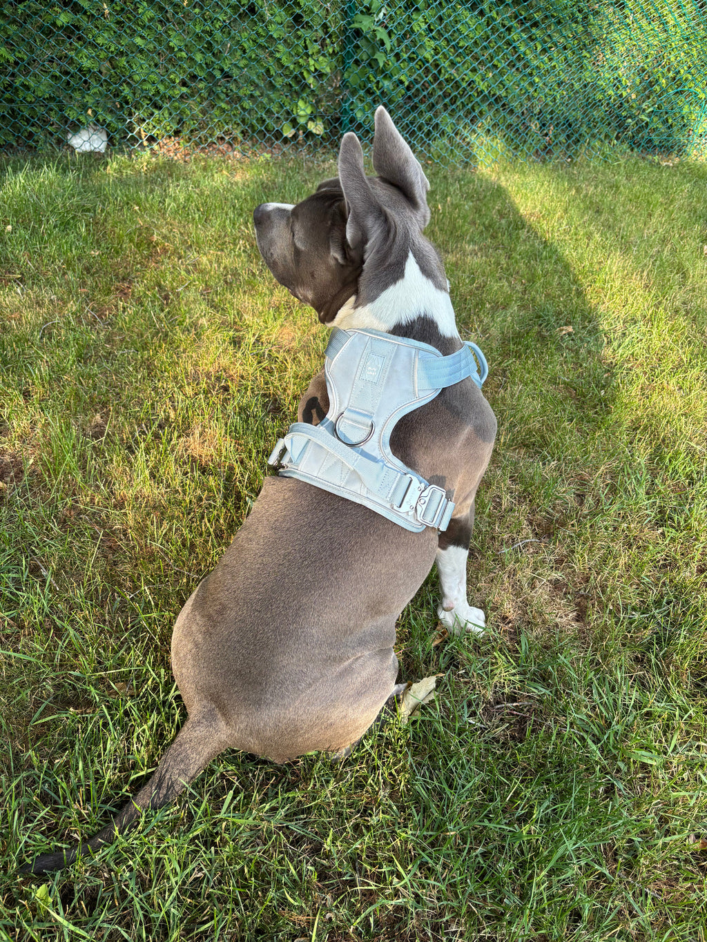 Dog wearing a harness standing on grass with a green bush background