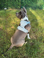 Dog wearing a harness standing on grass with a green bush background