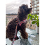 Small brown dog on a leash standing on a glass table with a cityscape background