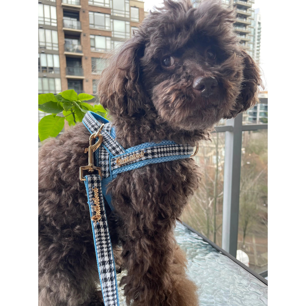 Dog wearing a blue checkered harness standing on a balcony with cityscape background