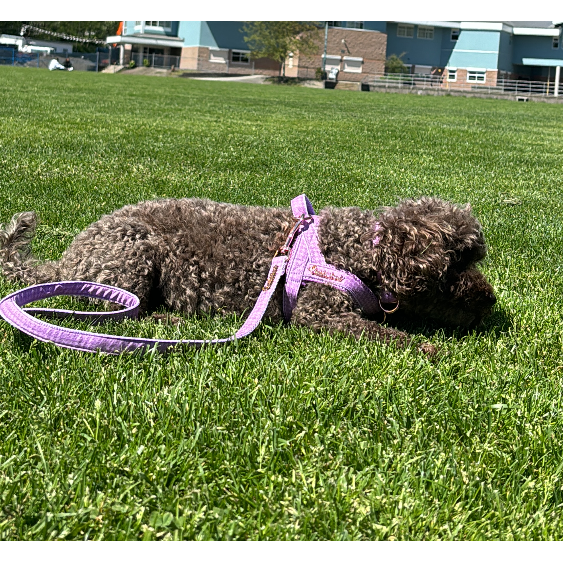 Dog lying on grass wearing a purple harness and leash