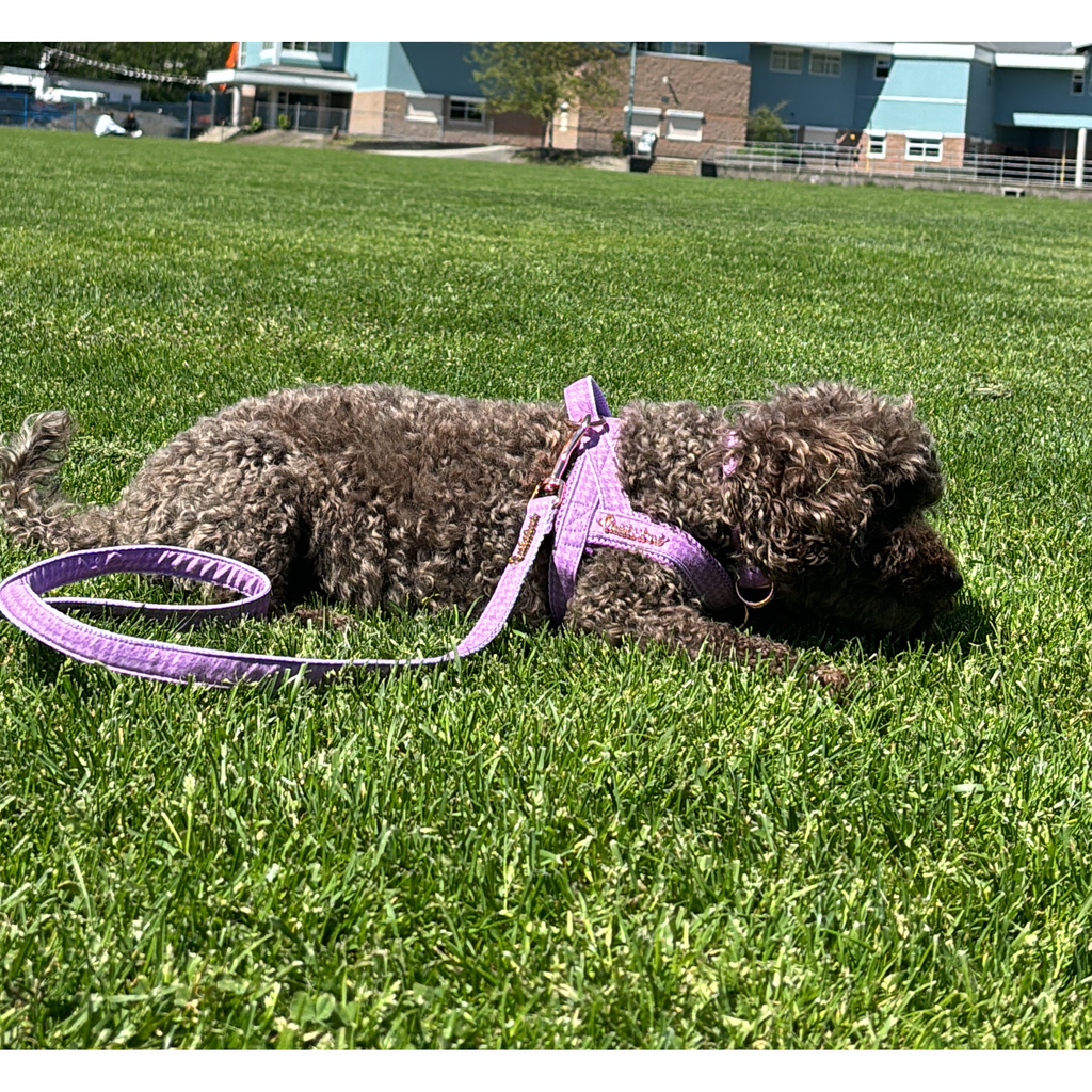 Mauve Hands-Free Adjustable Dog Leash | Handmade in Canada