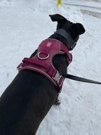 Dog wearing a burgundy harness on a snowy ground