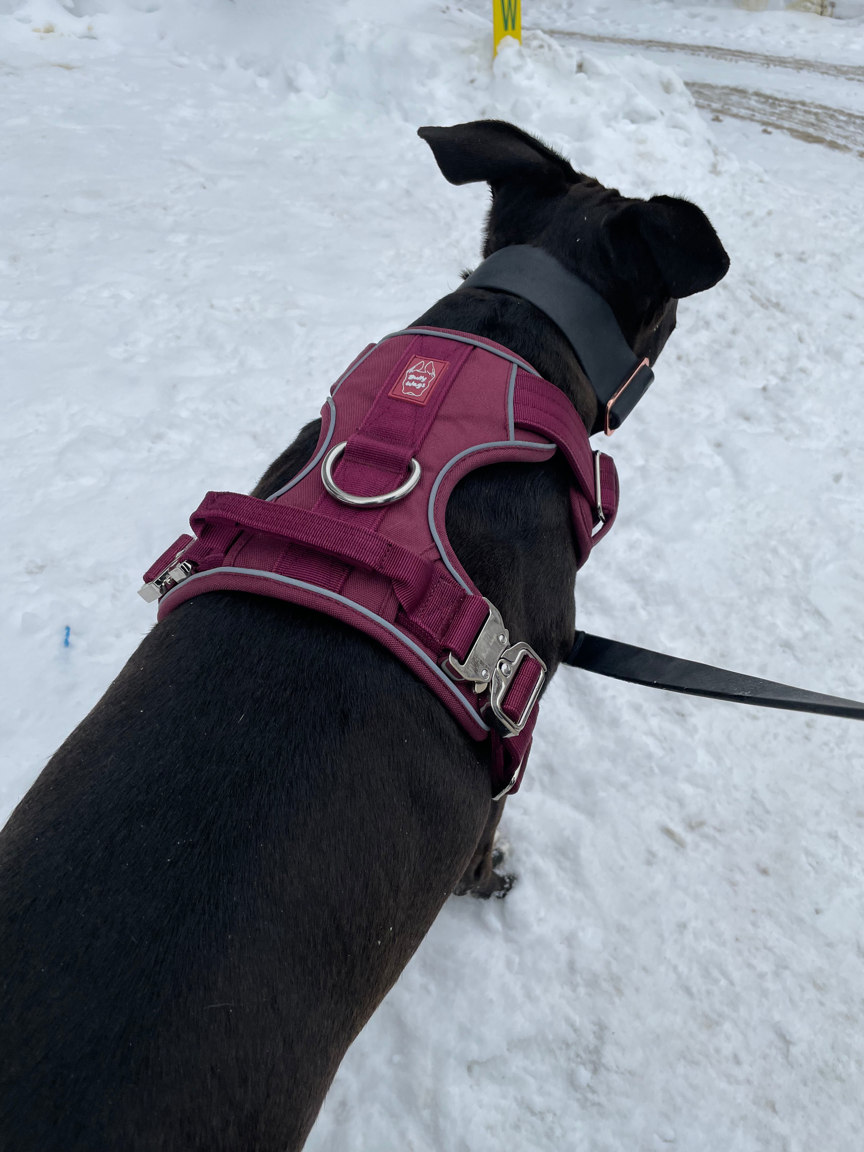 Dog wearing a burgundy harness on a snowy ground
