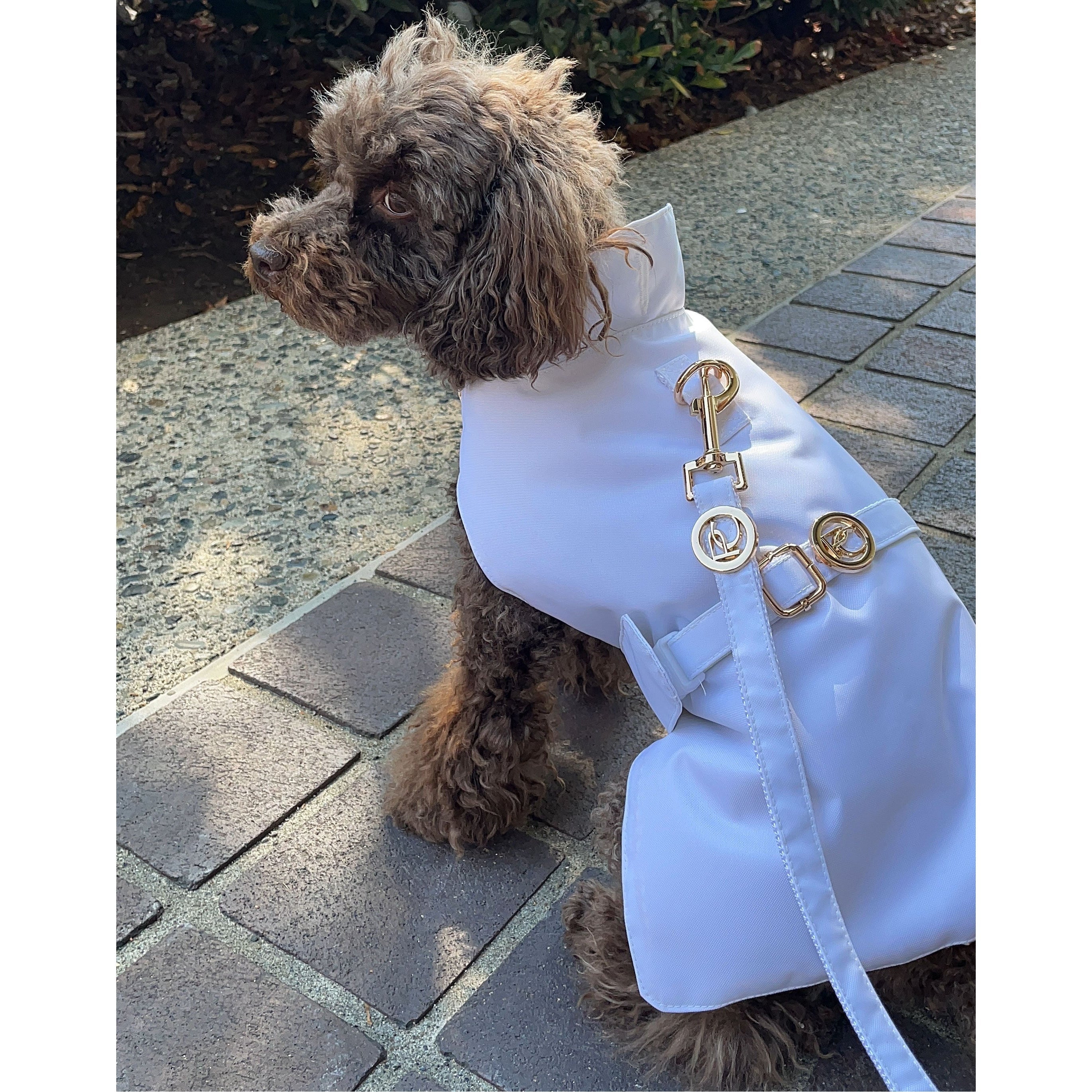 Small dog wearing a white raincoat with gold accents on a paved walkway.
