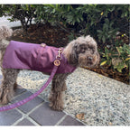 Dog wearing a burgundy raincoat standing on a sidewalk with greenery in the background