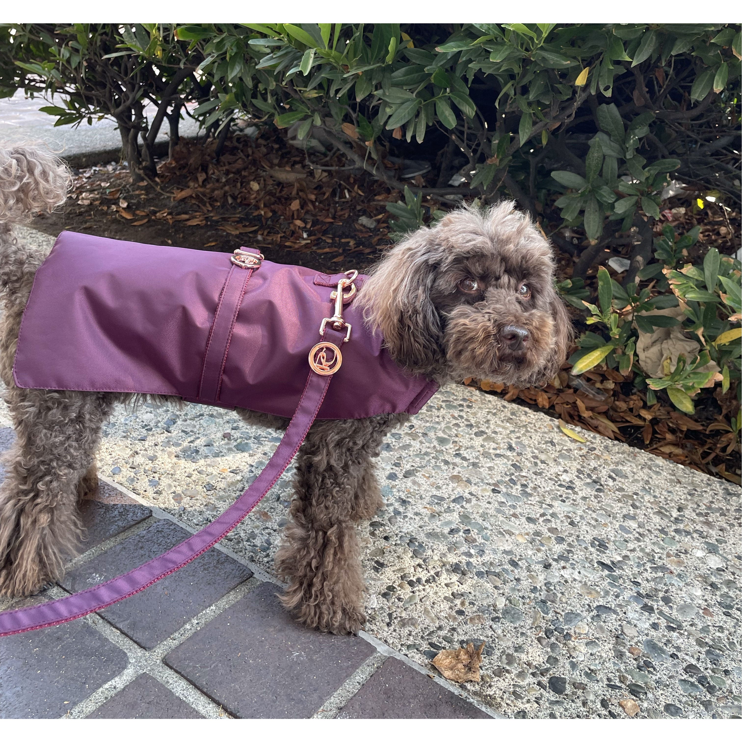 Dog wearing a burgundy raincoat standing on a sidewalk with greenery in the background