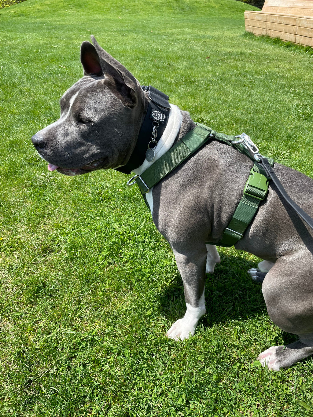 Dog wearing a green harness on a grassy lawn