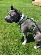 Dog wearing a green harness on a grassy lawn