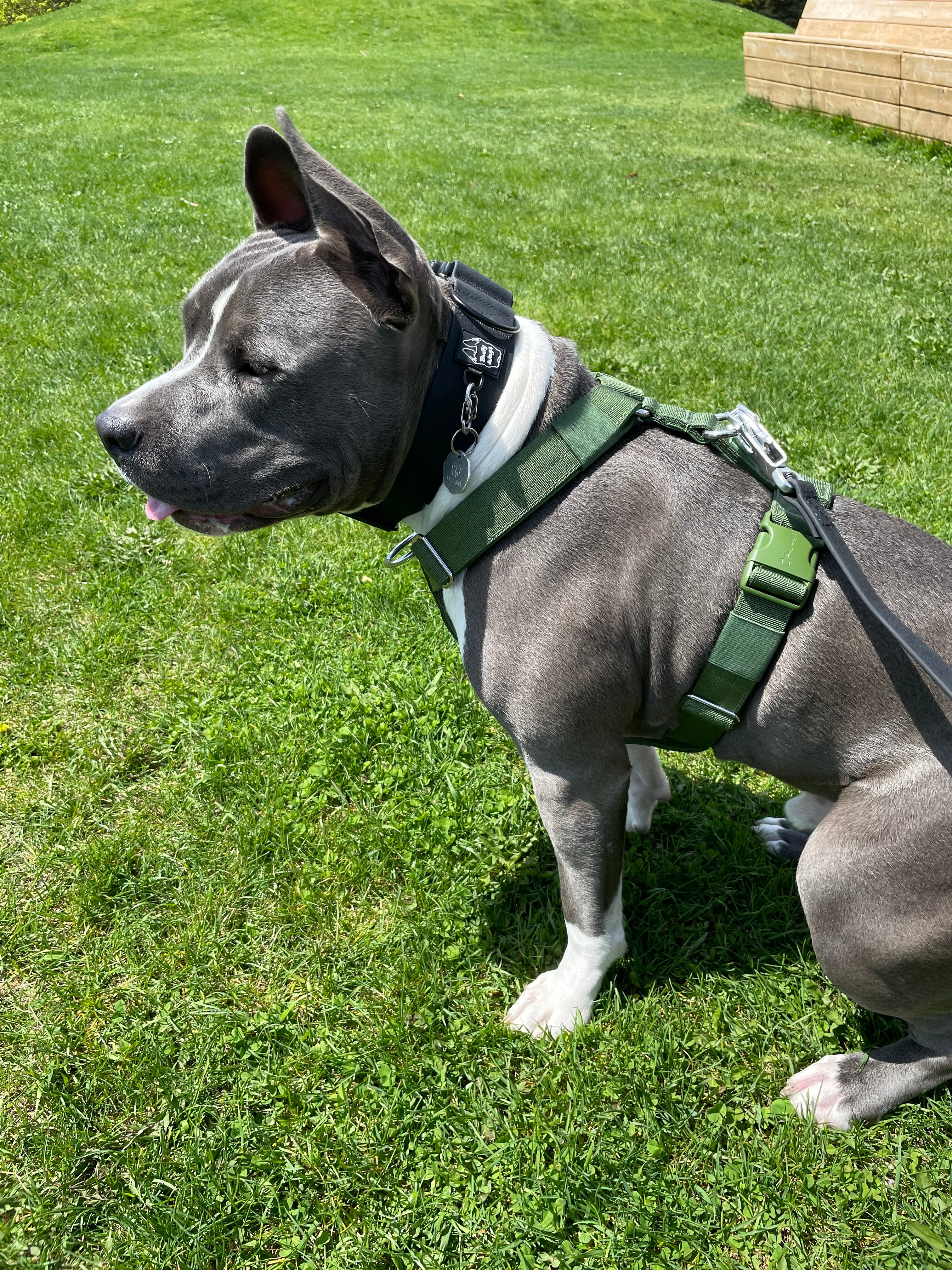 Dog wearing a green harness on a grassy lawn