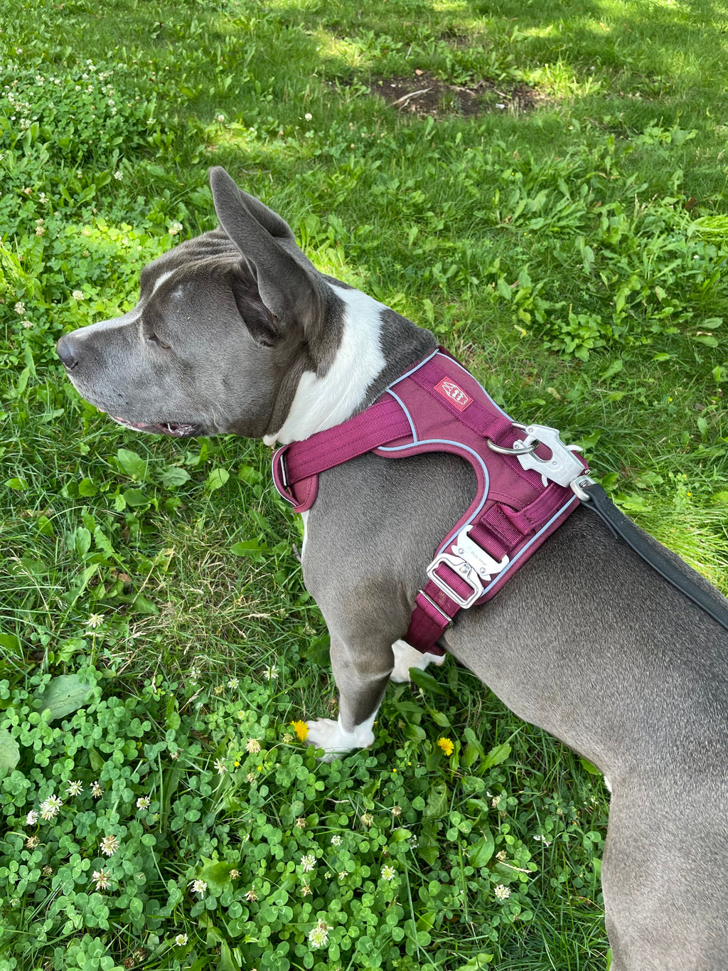 Dog wearing a burgundy harness standing on grass