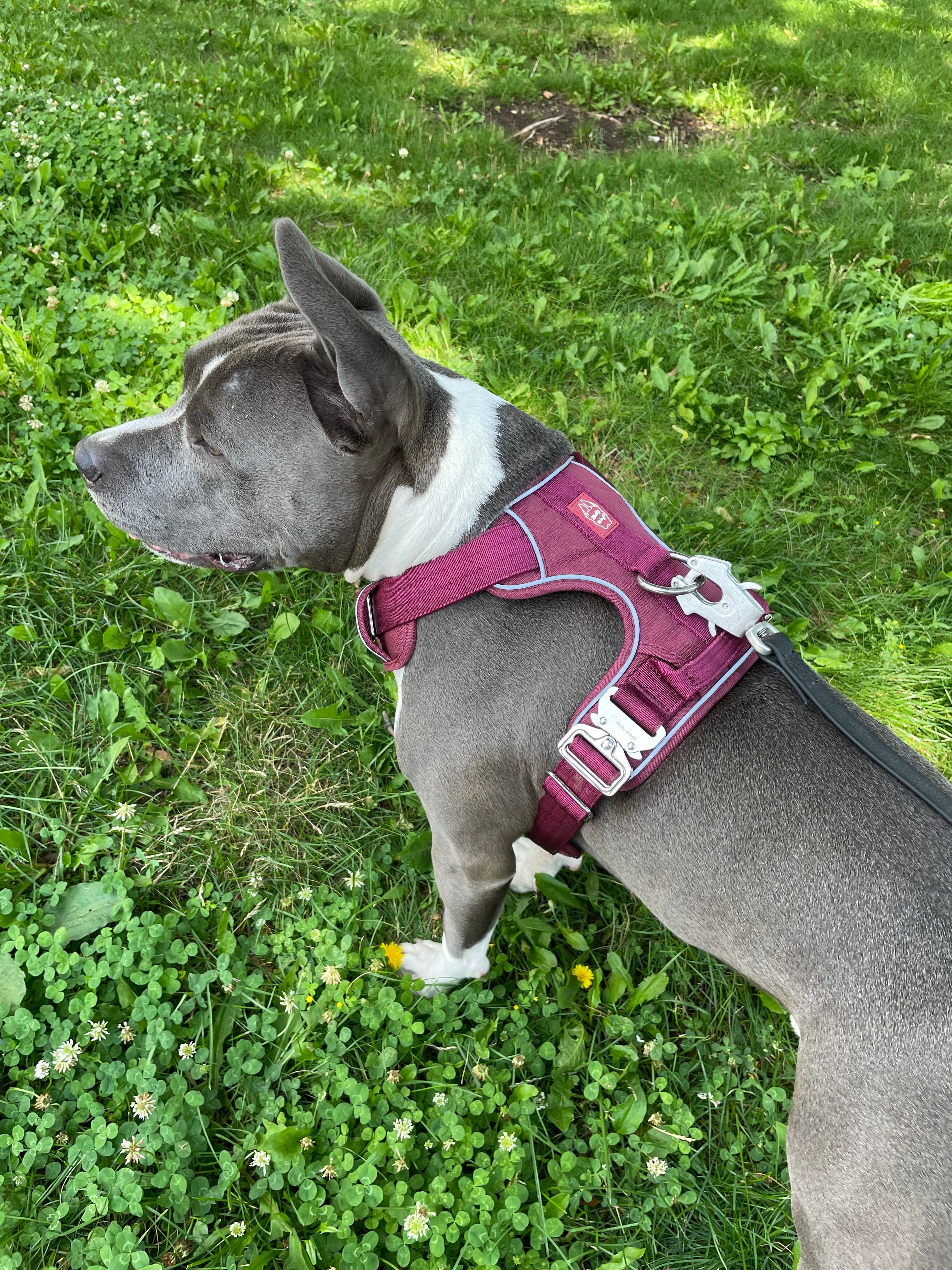 Dog wearing a burgundy harness standing on grass