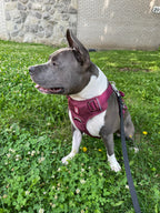 Dog wearing a red harness standing on grass with a stone wall in the background