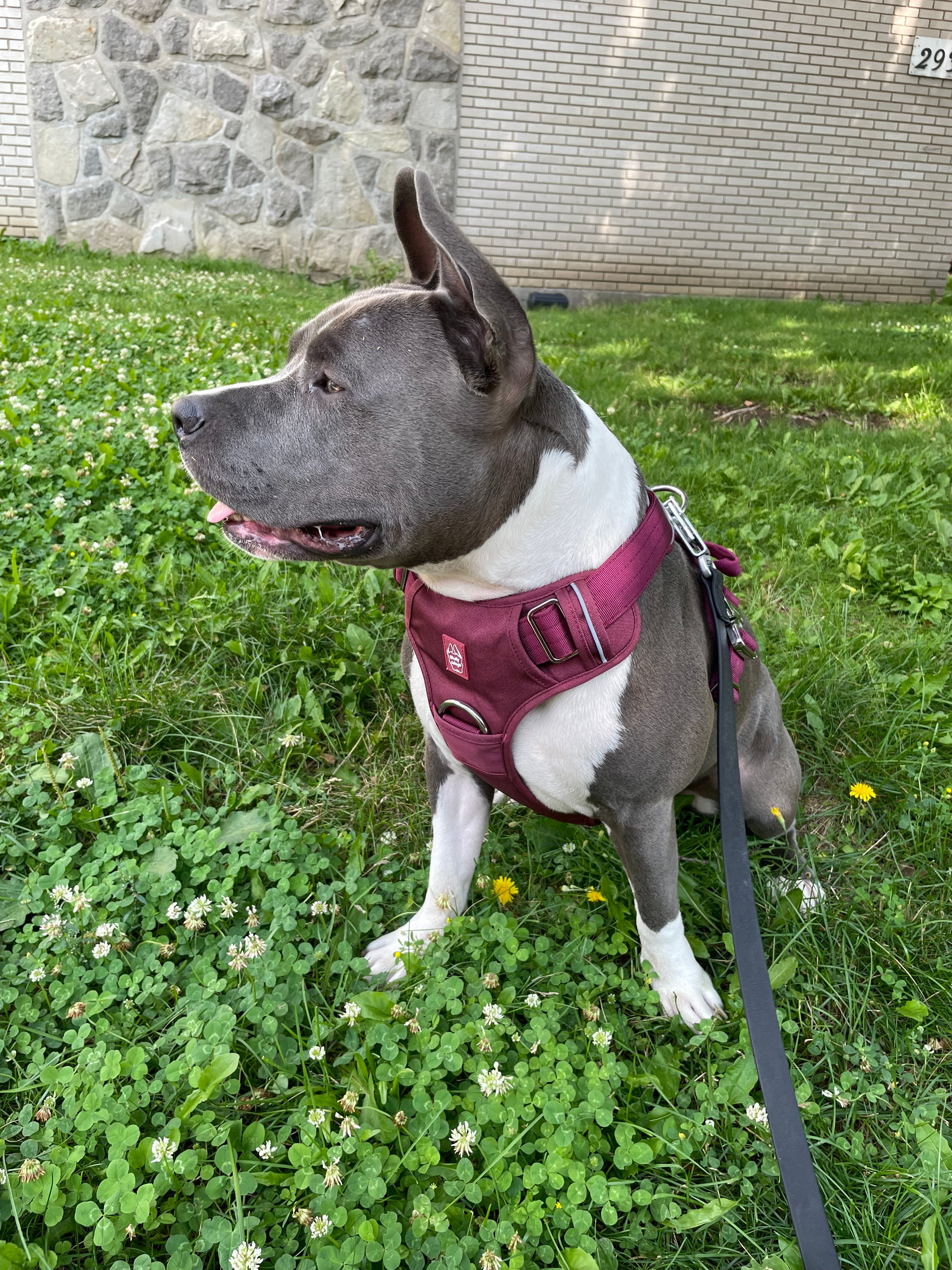 Dog wearing a red harness standing on grass with a stone wall in the background