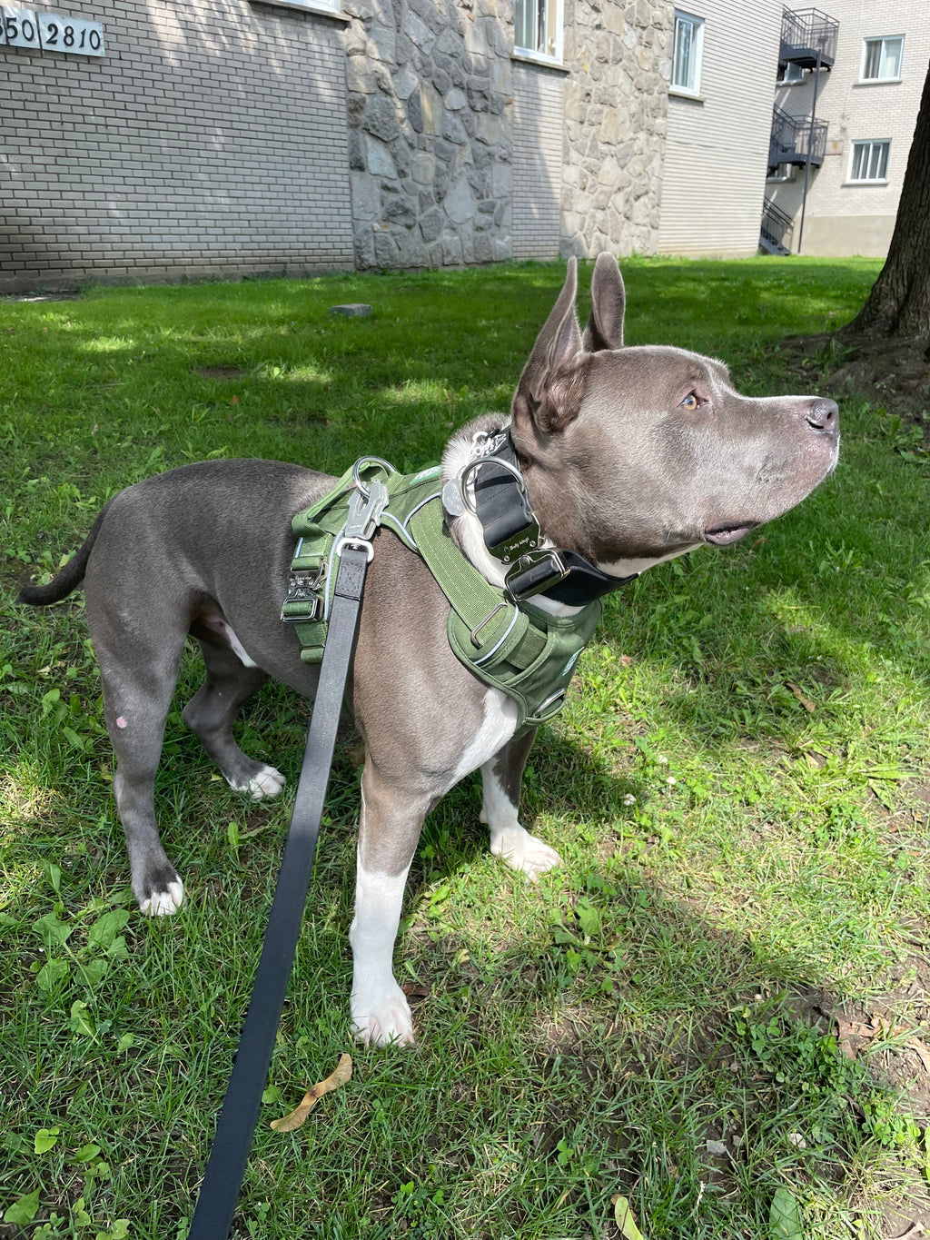 Dog wearing a green harness standing on grass with a building in the background